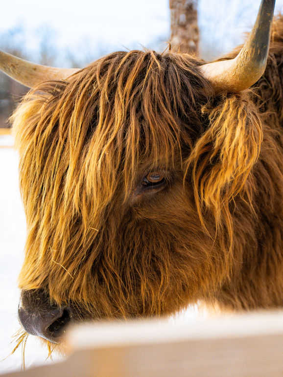 Cookie, highland cow image
