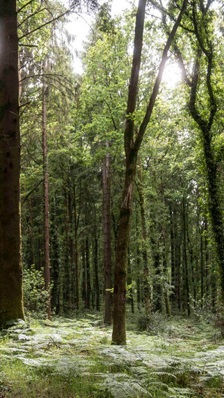 2025 Predictions: What’s Next for Forests, Timber, and... Viral Trees?
