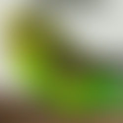 Bird Health: Signs of a Sick Bird, Avian Vet Care