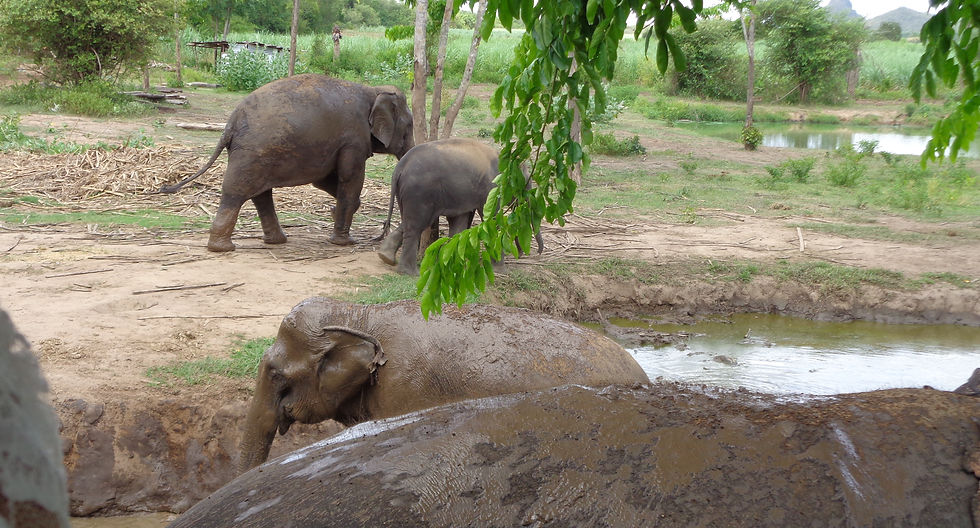 thaielephants.jpg