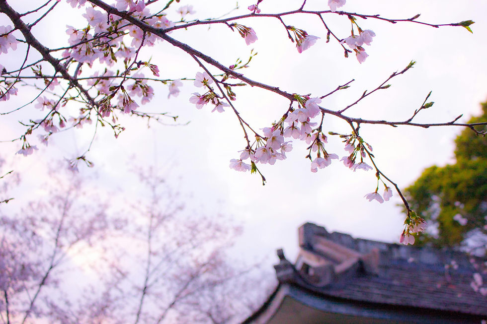 Image of Cherry Blossoms