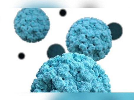 一人得病全家遭殃 帶諾羅病毒海產已流入8州餐廳