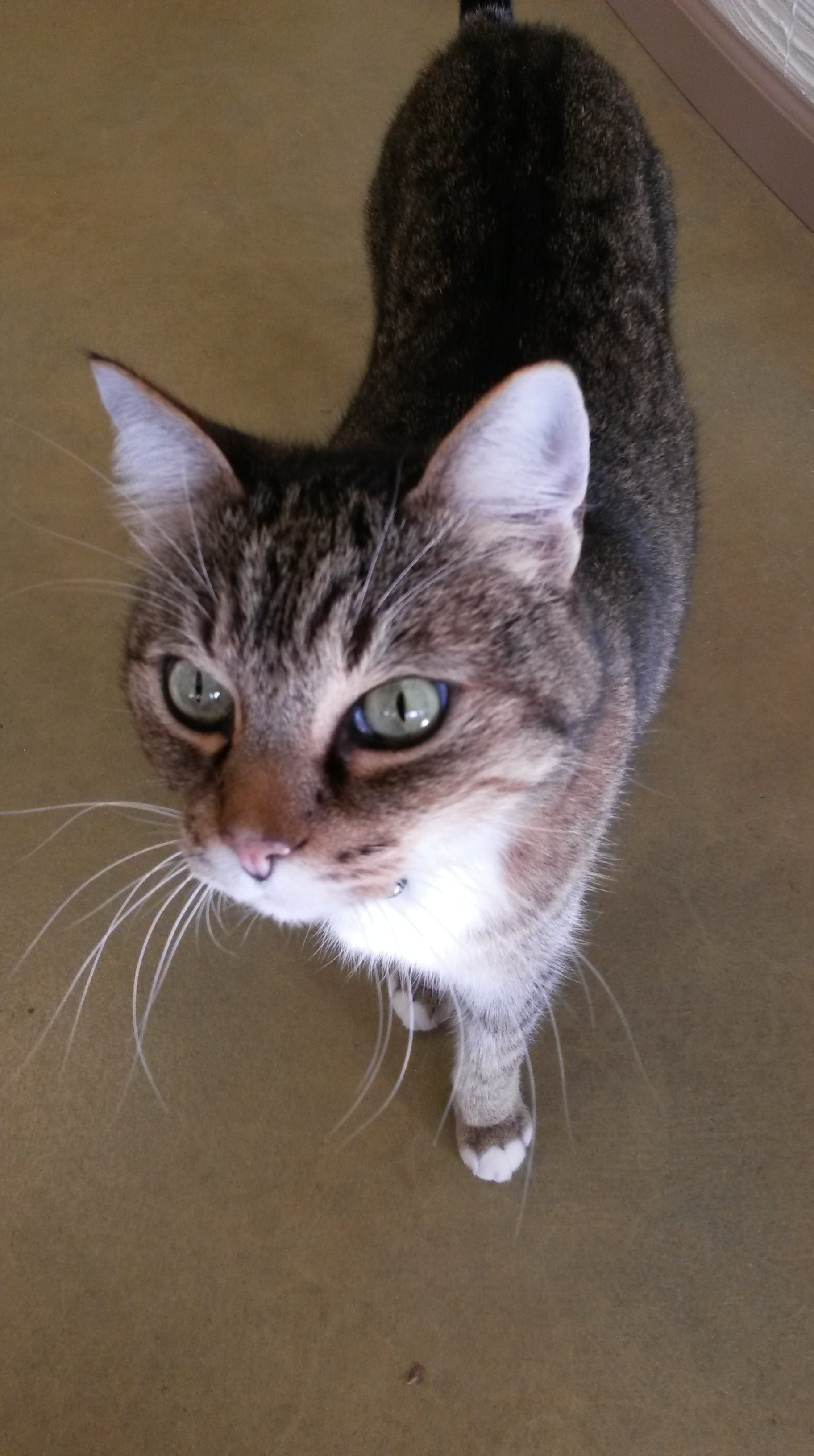 Natural Veterinary Therapy Carmel, CA