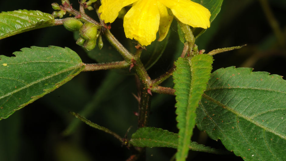 Could the EPBC Act be fit for purpose – and prevent biodiversity decline?
