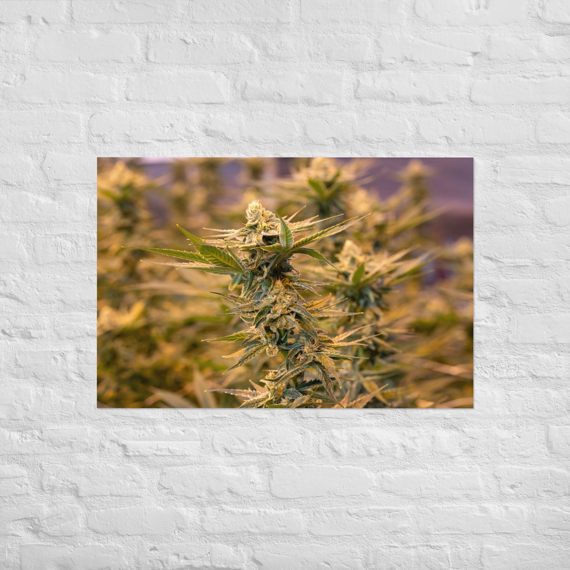 Cannabis Bud Poster 
