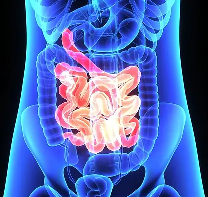 gastro.jpg