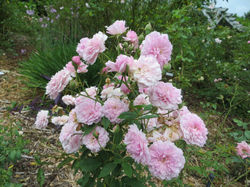 Caldwell Pink