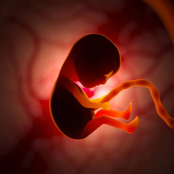 foetus.jpg