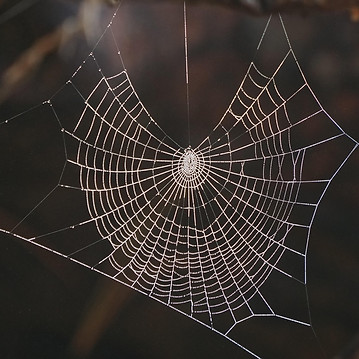 rottonara-spiderweb-8044904_1920.jpg