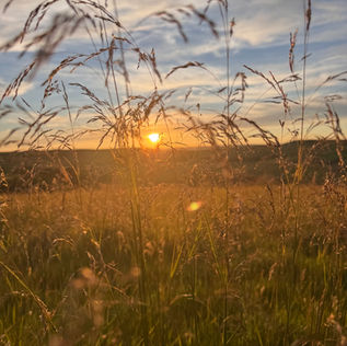 sunset views through summer grasses in the Peak District