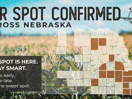 Stick With the Plan: Spray at Tassel for Stronger Corn