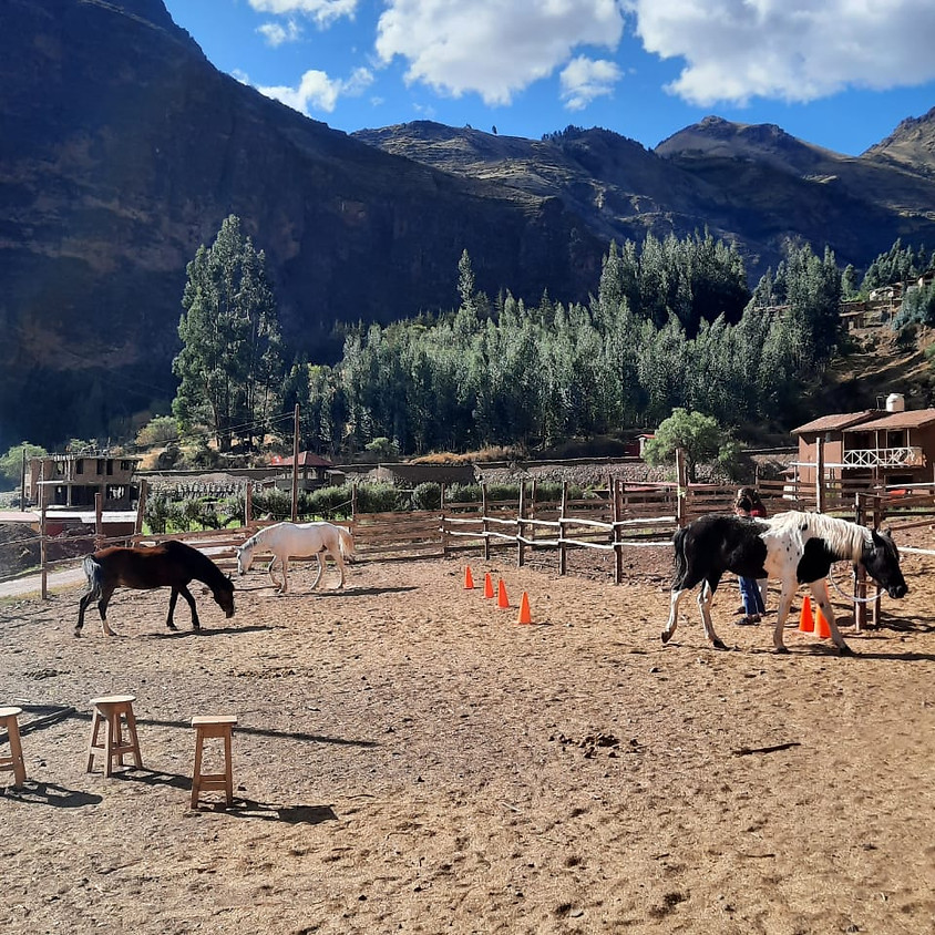 Sesiones de Sanación con Caballos - Pisac, Valle Sagrado, Cusco