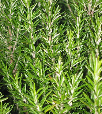 Herbes aromatiques