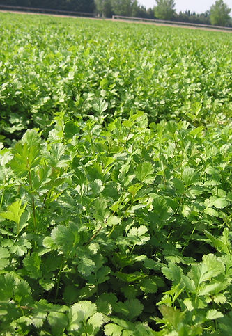 Champs d'herbes aromatiques