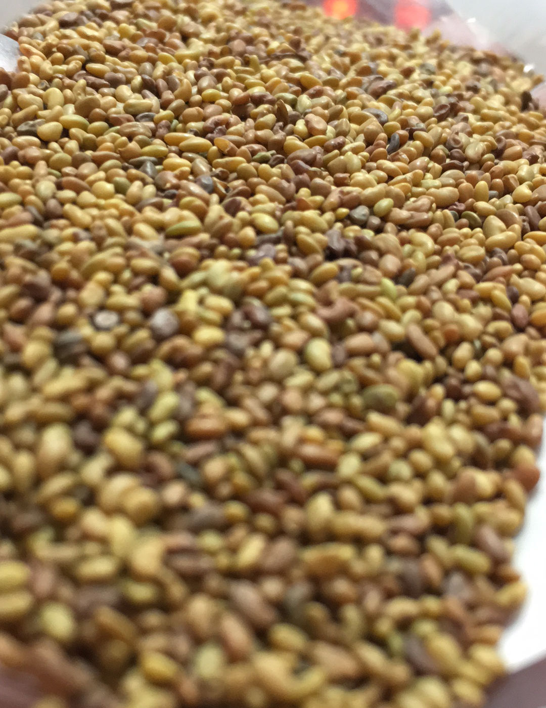 Alfalfa Seeds 1oz