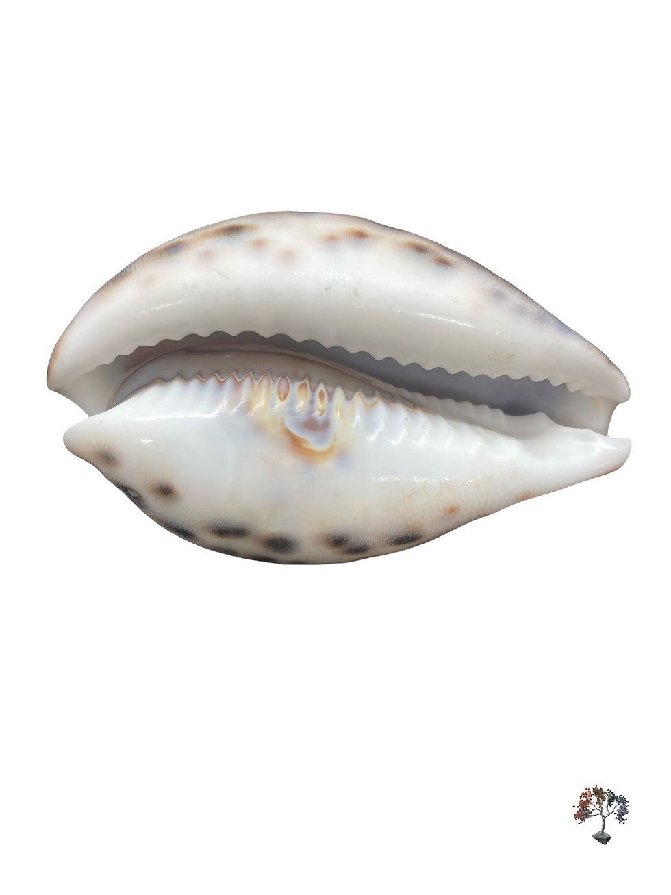Thumbnail: Aries Shell 