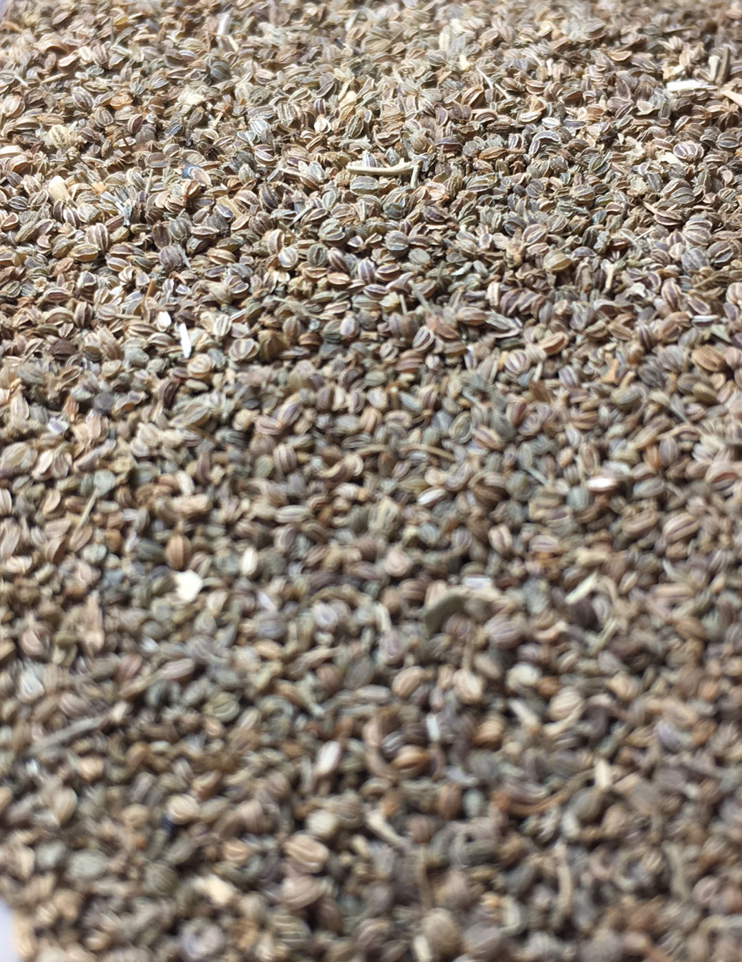 Celery Seed