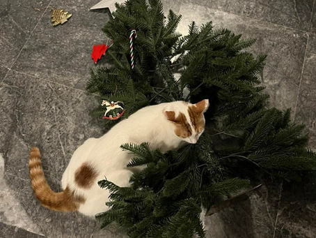 Why Is My Cat Doing That? When Cats Play With the Wrong Things