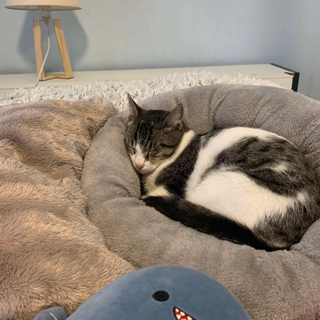 Smart Holiday Resolutions for Cat Owners: Make 2026 a Purr-fect Year