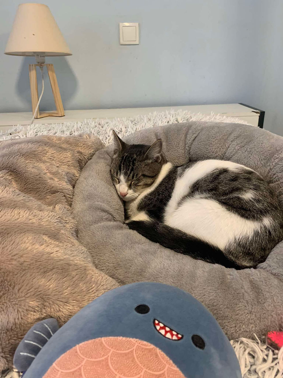 Smart Holiday Resolutions for Cat Owners: Make 2026 a Purr-fect Year