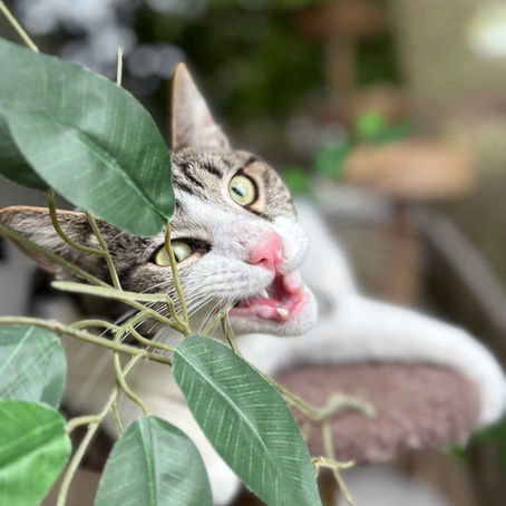 Why Donating to Animal Rescue in Greece Saves Lives: The Urgent Reality at Let's be SMART