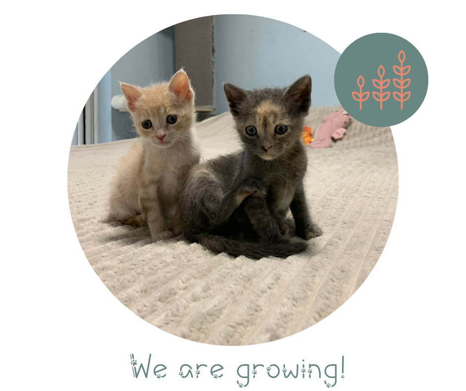 Yoda & Simba