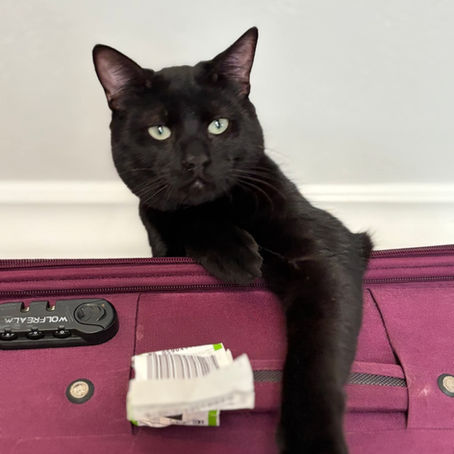 Can't Donate, Adopt, or Volunteer? Here Are 10 Free Ways You Can Still Save Rescue Cats