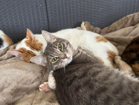 Did My Cat Just Apologise? How Cats Say Sorry in Their Own Way