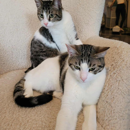 Purrfect Love: Adopt a Cat This Valentine's Day from Let's be SMART Animal Rescue