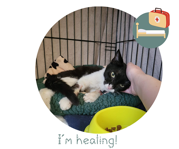 I'm Healing (2).png
