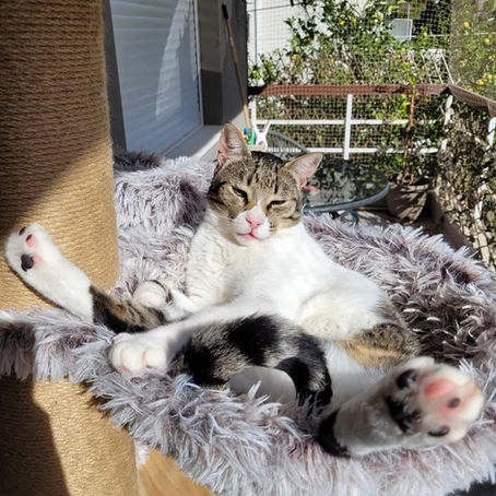 Rainy Day Cat Guide for Athens: How to Decompress a Cat When Weather Forces a Pause 