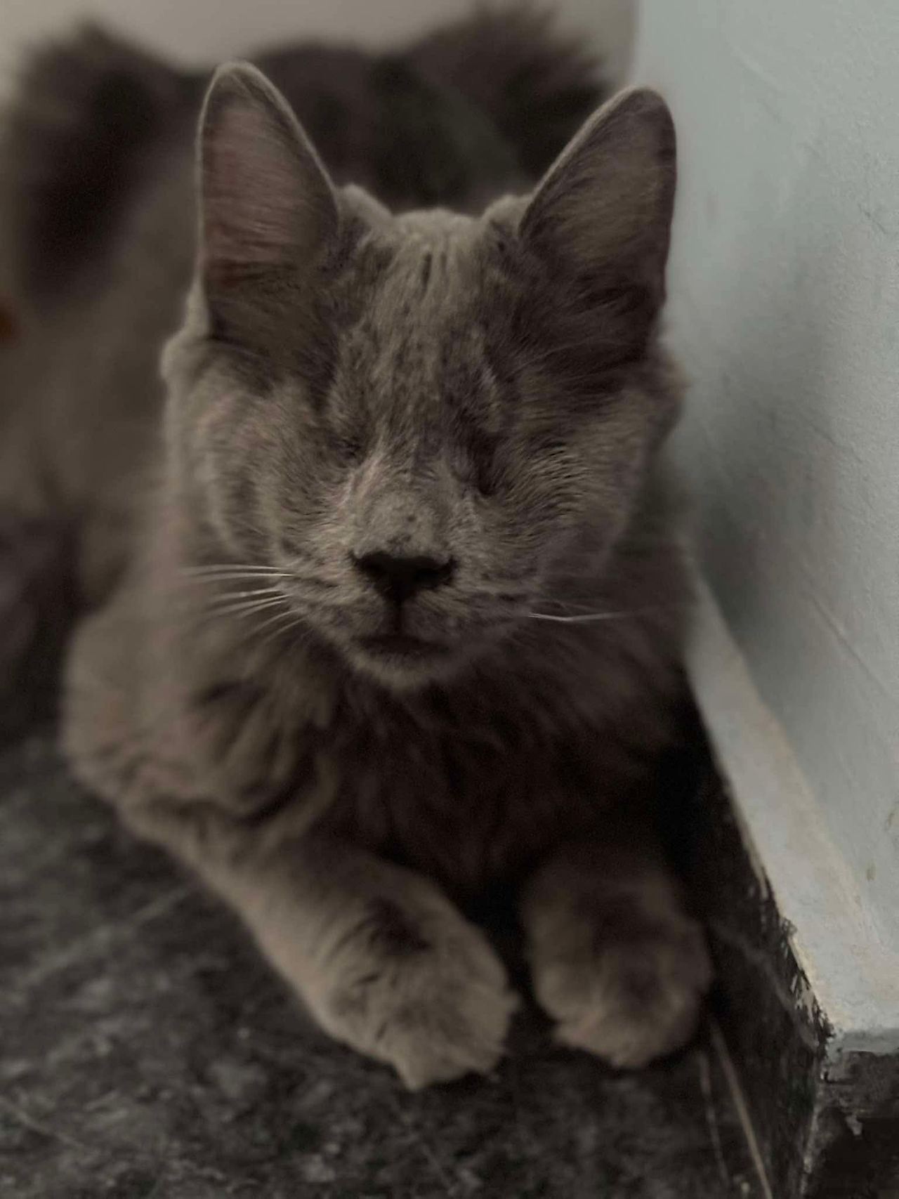 Adopt a blind cat