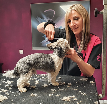hundestudio-hundesalon-schwaderloch-dien