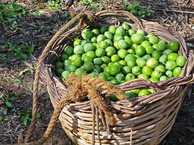 basket with olives of castelvetrano