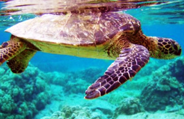 Linosa turtle