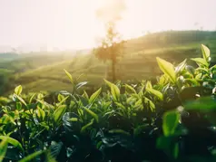 Why Choose Natural Hair Products?