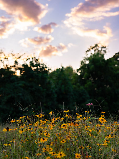 Yellow wildflowers bloom in a grassy field against a backdrop of trees and a vibrant sunset sky with pink-hued clouds.