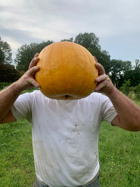 A man in a white shirt standing in a grassy field holding a large orange pumpkin up to his head.