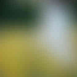 A woman in a floral dress bends down to touch a flower in a field of yellow flowers. The scene is serene.