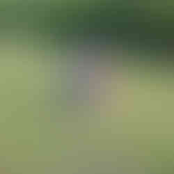 A man and a woman playing corn hole.