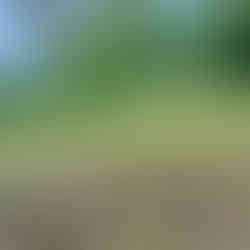 A flock of Canadian Geese stand in a grassy field strewn with leaves