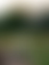 Lit candles and bottles on a rustic wooden table in a field. Smoke rises from a candle, with trees and a sunset in the blurred background.