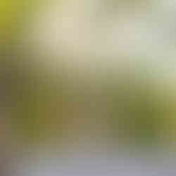 Two wooden angels with gold wings on top of a gray wooden gate