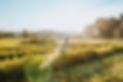 WildberryBranding-37.jpg