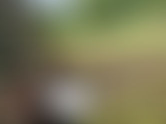 A candle sitting at the base of a tree with vines growing up the bark and moss at the base