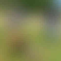 Two women standing far apart with masks on in a field. One woman holds flowers