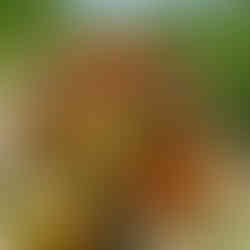 An overflowing basket of tomatoes sits in a garden