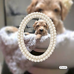 "Cash" from Kennedy's "Last Rodeo " Litter