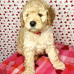 Red Collar Mini Male Goldendoodle.