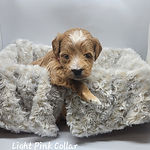 Light Pink collar Female Mini Goldendoodle